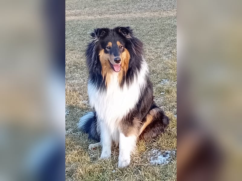 Colliewelpen in dark-sable und tricolour!