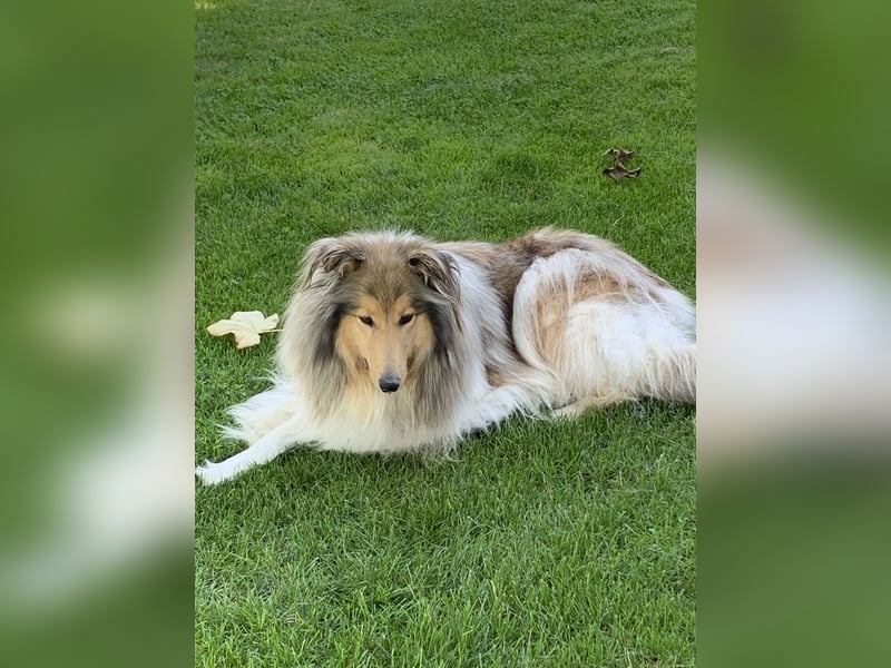 Colliewelpen in dark-sable und tricolour!