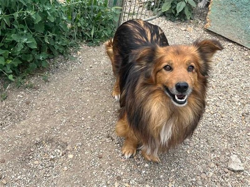 Der hübsche Colliemix Charlie wartet auf seine Menschen