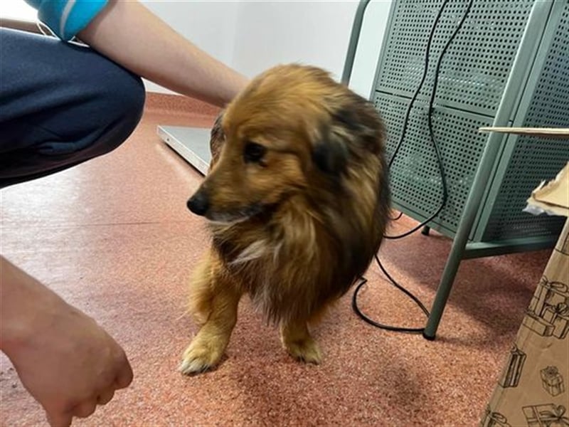Der hübsche Colliemix Charlie wartet auf seine Menschen