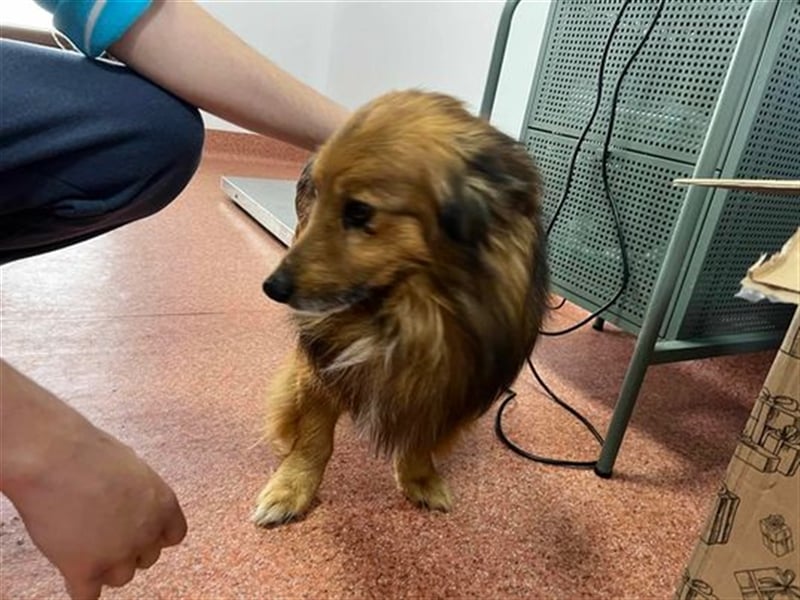 Der hübsche Colliemix Charlie wartet auf seine Menschen