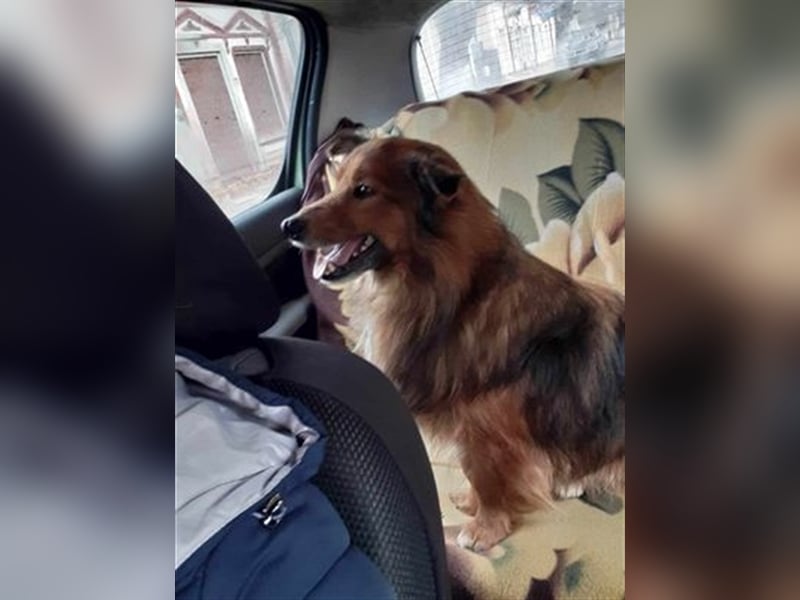Der hübsche Colliemix Charlie wartet auf seine Menschen