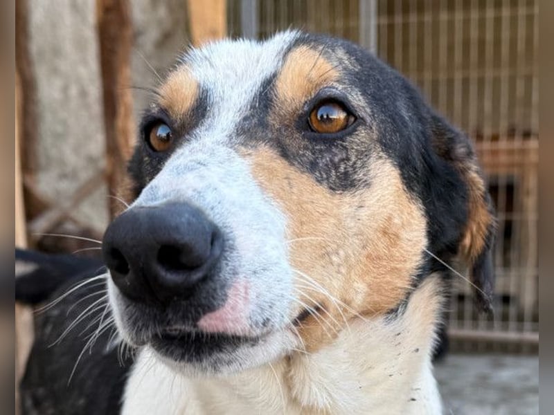 Dino ❤️ aufgeweckter, lieber Traumhund
