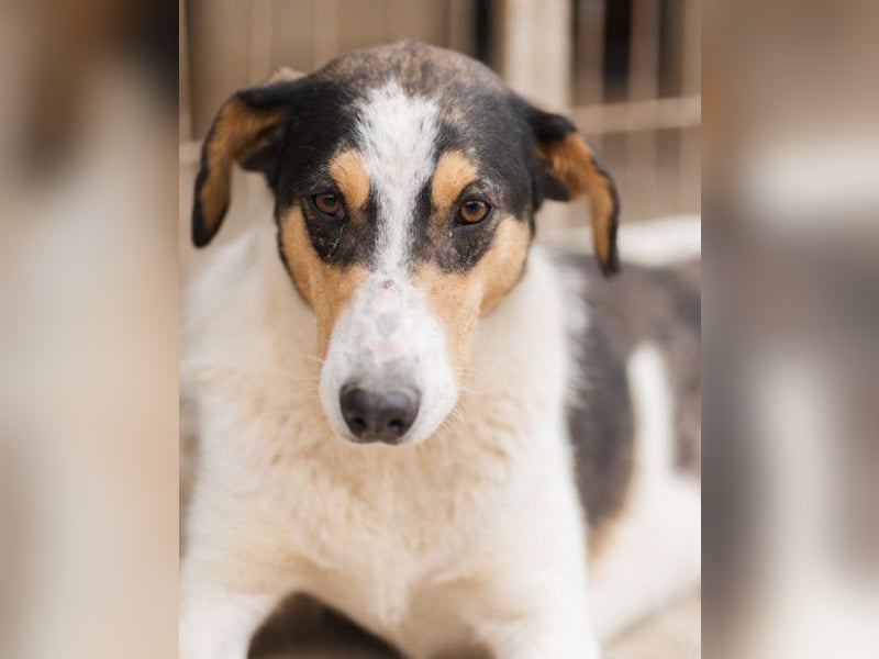 Dino ❤️ aufgeweckter, lieber Traumhund