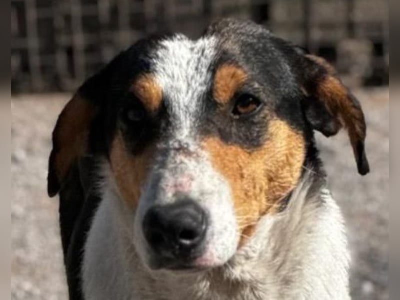 Dino ❤️ aufgeweckter, lieber Traumhund