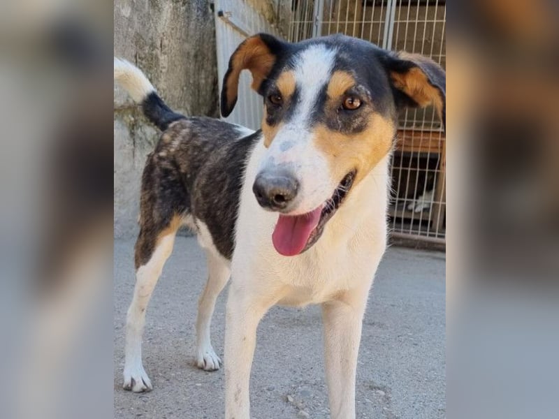 Dino ❤️ aufgeweckter, lieber Traumhund
