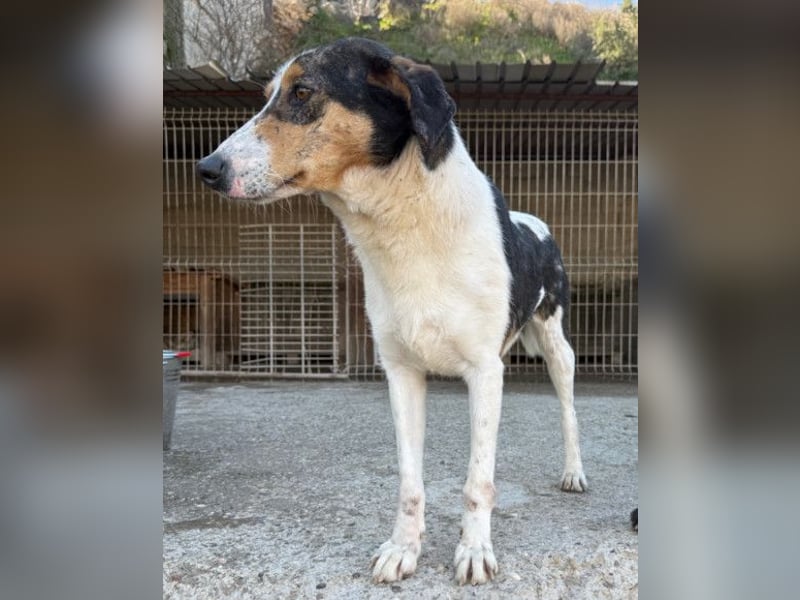 Dino ❤️ aufgeweckter, lieber Traumhund