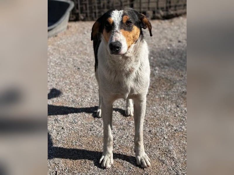 Dino ❤️ aufgeweckter, lieber Traumhund