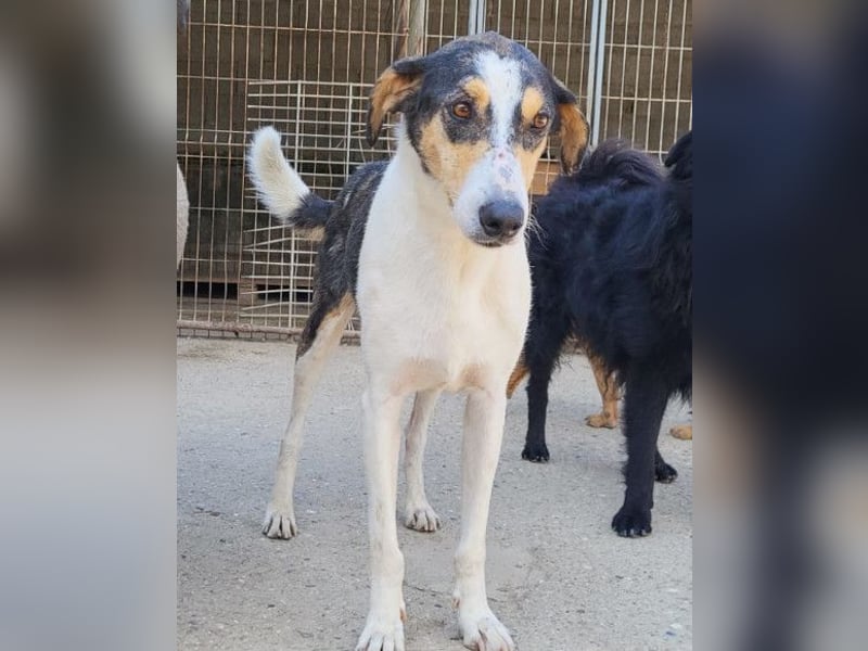 Dino ❤️ aufgeweckter, lieber Traumhund