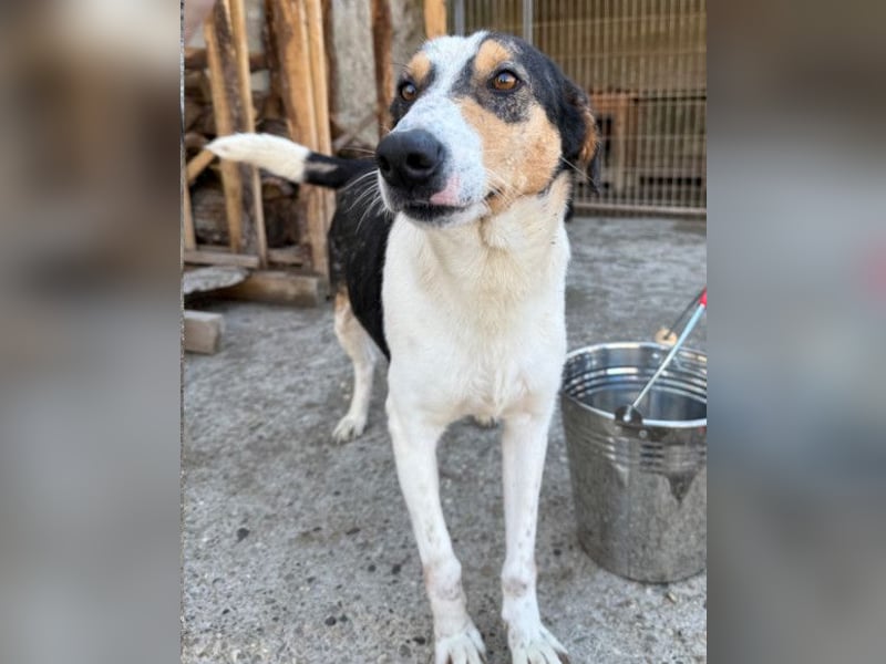 Dino ❤️ aufgeweckter, lieber Traumhund