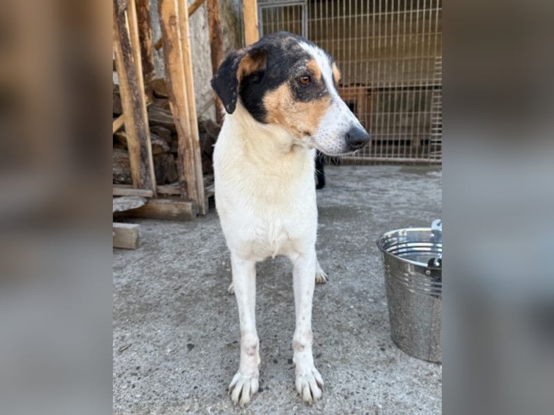 Dino ❤️ aufgeweckter, lieber Traumhund