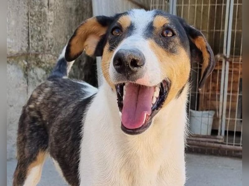 Dino ❤️ aufgeweckter, lieber Traumhund