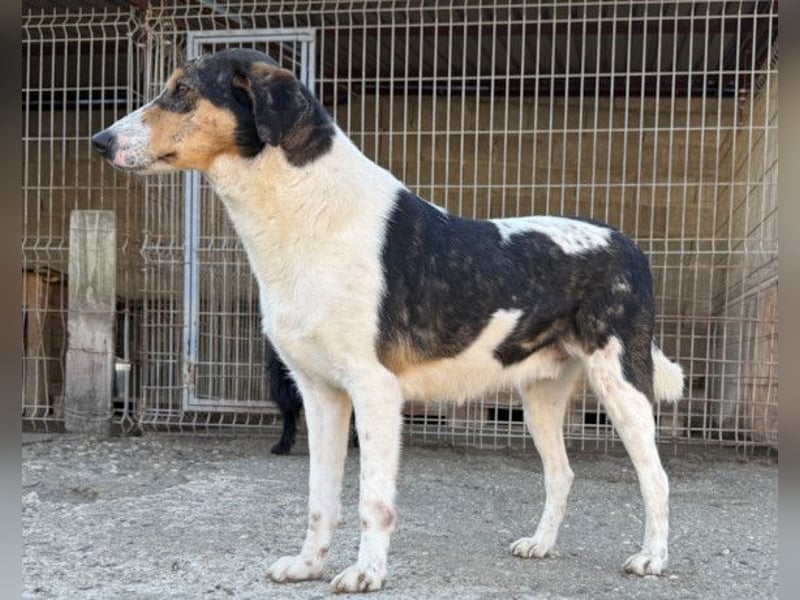 Dino ❤️ aufgeweckter, lieber Traumhund