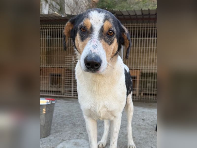 Dino ❤️ aufgeweckter, lieber Traumhund