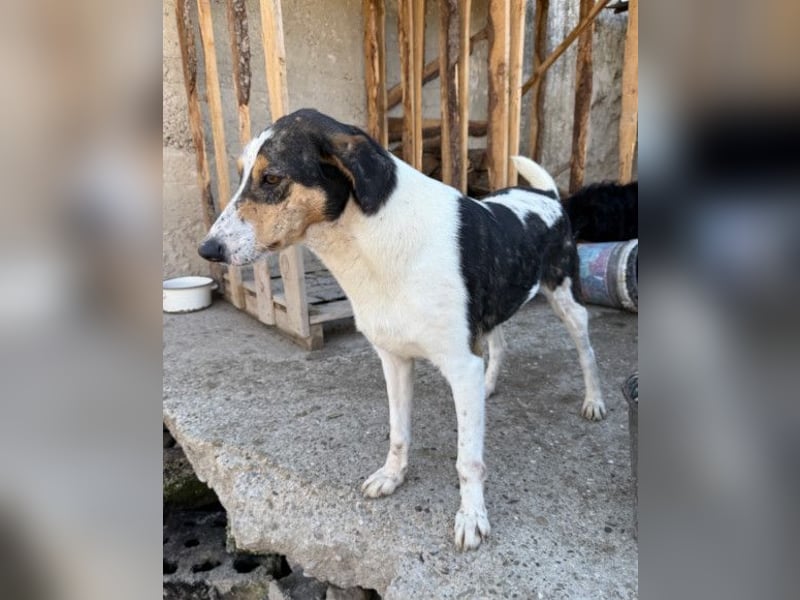 Dino ❤️ aufgeweckter, lieber Traumhund