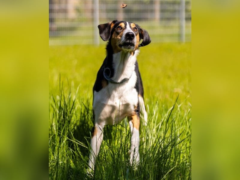 Bobi ❤️ wartet in 99718 Greussen