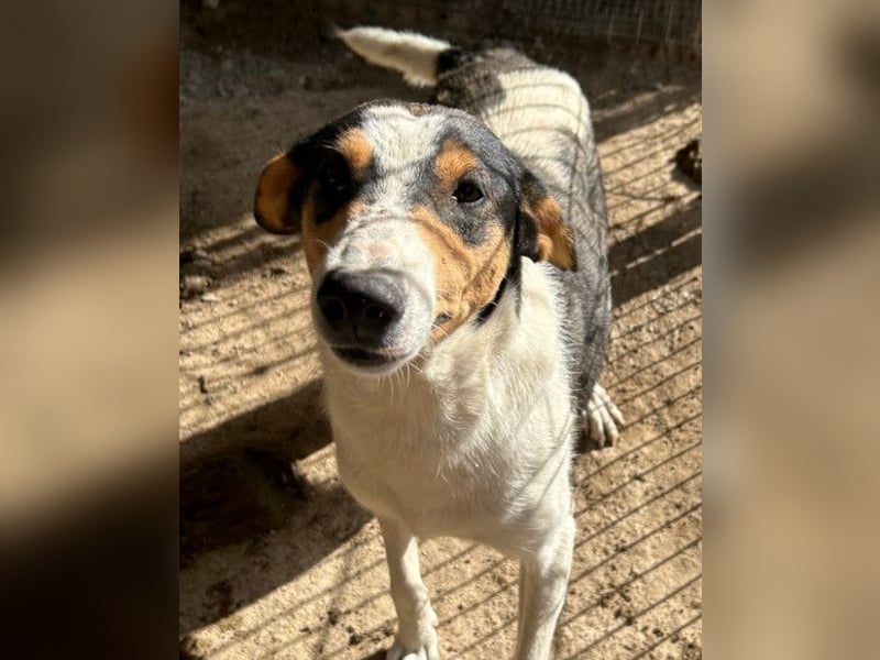 Dino ❤️ aufgeweckter, lieber Traumhund