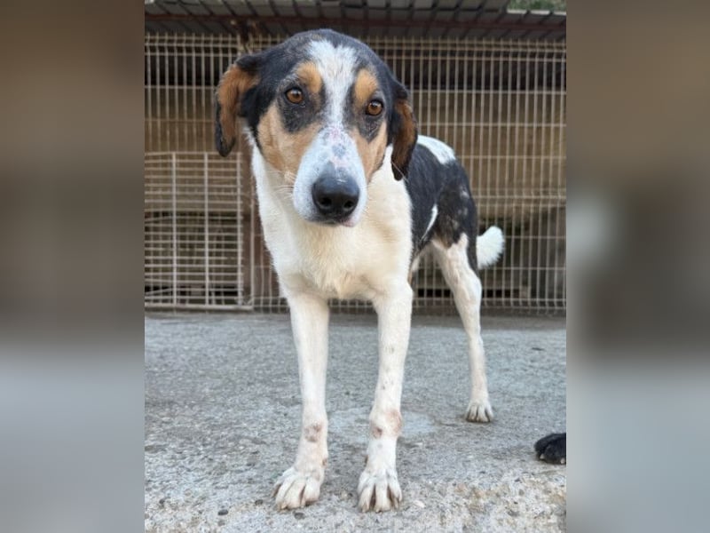 Dino ❤️ aufgeweckter, lieber Traumhund