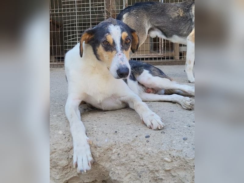 Dino ❤️ aufgeweckter, lieber Traumhund