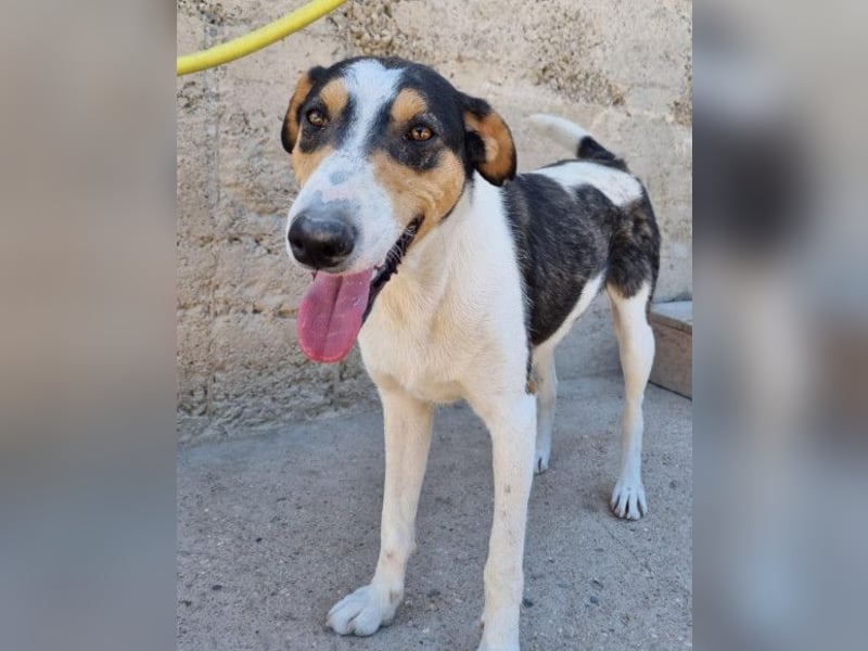 Dino ❤️ aufgeweckter, lieber Traumhund