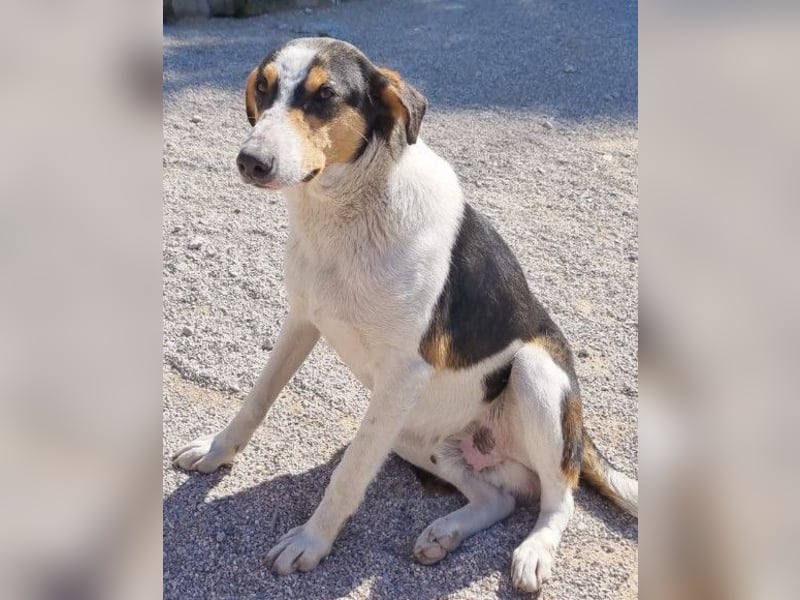 Dino ❤️ aufgeweckter, lieber Traumhund