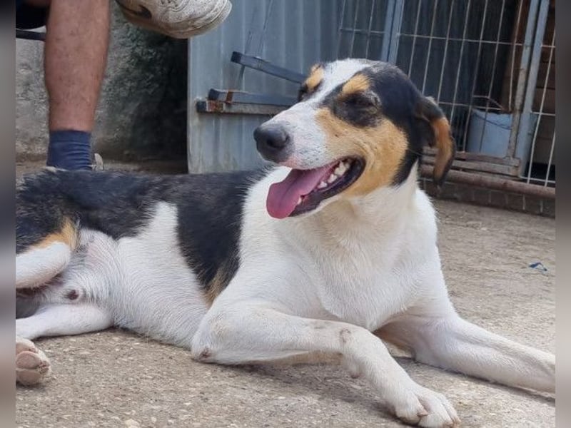 Dino ❤️ aufgeweckter, lieber Traumhund