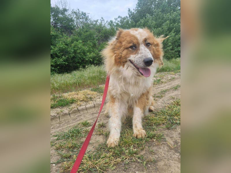 Wunderschöner „Hope“ Collie Mix ca. 6 Jahre auf der Suche nach dem Glück