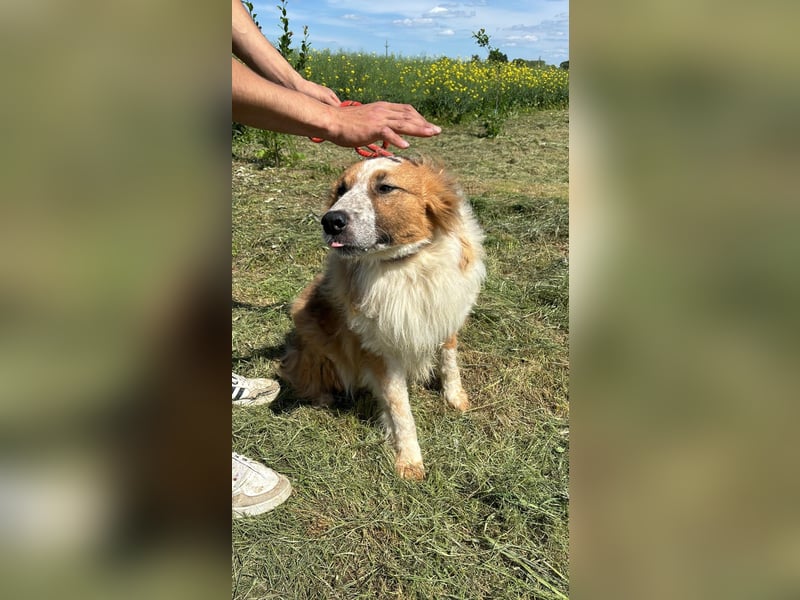 Wunderschöner „Hope“ Collie Mix ca. 6 Jahre auf der Suche nach dem Glück