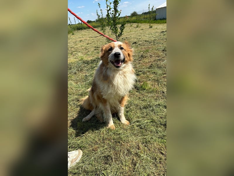 Wunderschöner „Hope“ Collie Mix ca. 6 Jahre auf der Suche nach dem Glück