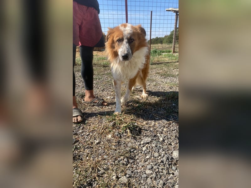 Wunderschöner „Hope“ Collie Mix ca. 6 Jahre auf der Suche nach dem Glück