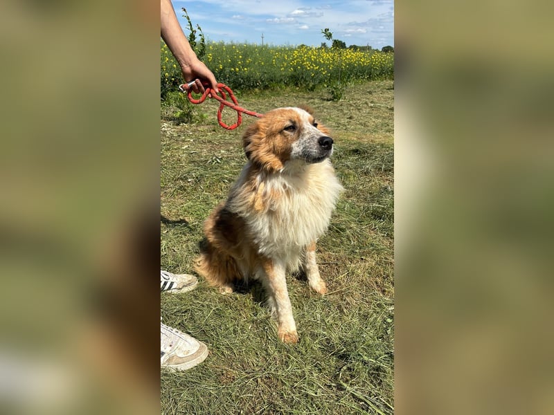 Wunderschöner „Hope“ Collie Mix ca. 6 Jahre auf der Suche nach dem Glück