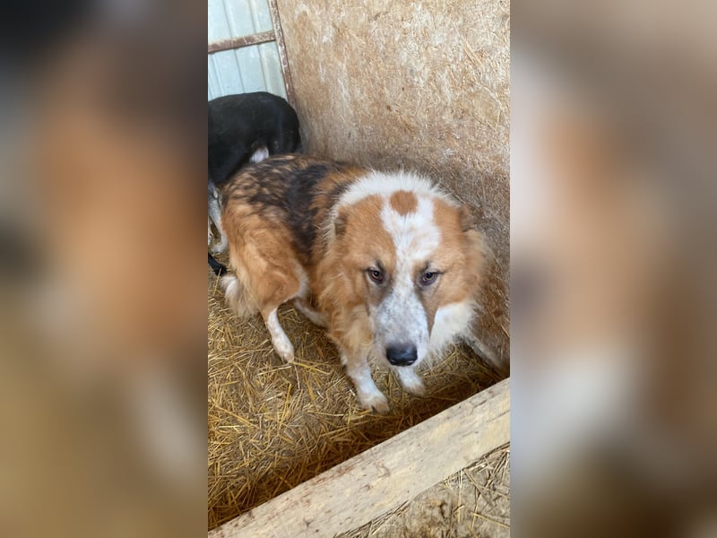 Wunderschöner „Hope“ Collie Mix ca. 6 Jahre auf der Suche nach dem Glück