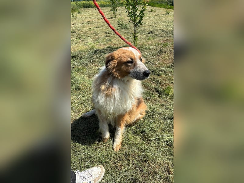 Wunderschöner „Hope“ Collie Mix ca. 6 Jahre auf der Suche nach dem Glück