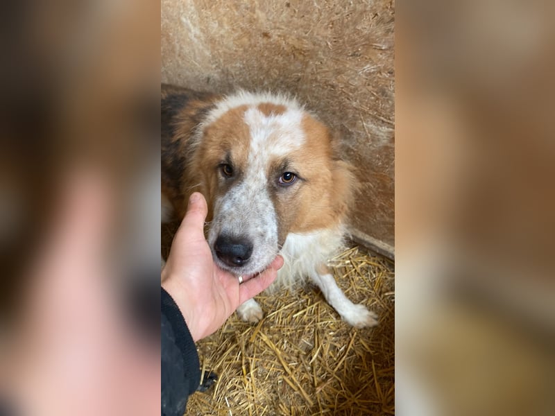 Wunderschöner „Hope“ Collie Mix ca. 6 Jahre auf der Suche nach dem Glück
