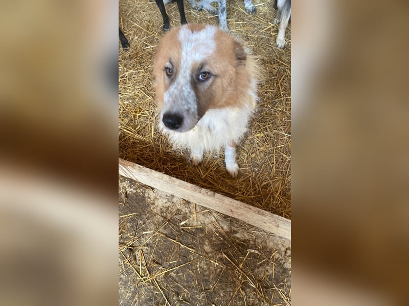 Wunderschöner „Hope“ Collie Mix ca. 6 Jahre auf der Suche nach dem Glück