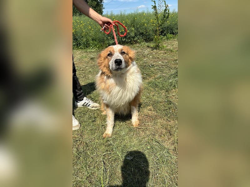 Wunderschöner „Hope“ Collie Mix ca. 6 Jahre auf der Suche nach dem Glück