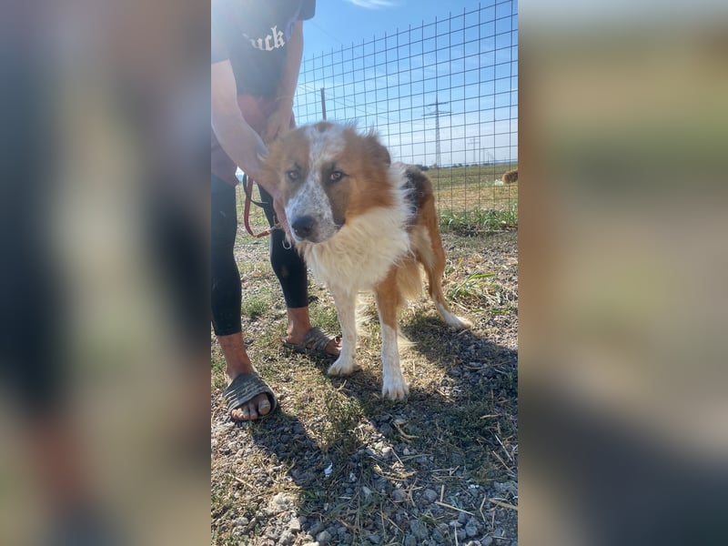 Wunderschöner „Hope“ Collie Mix ca. 6 Jahre auf der Suche nach dem Glück