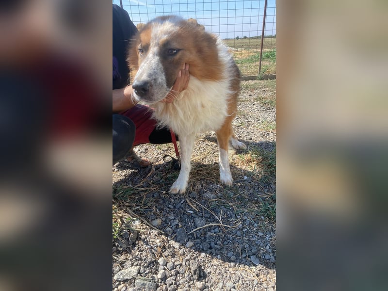 Wunderschöner „Hope“ Collie Mix ca. 6 Jahre auf der Suche nach dem Glück