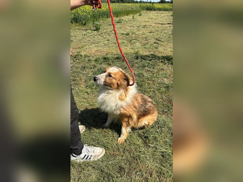 Wunderschöner „Hope“ Collie Mix ca. 6 Jahre auf der Suche nach dem Glück