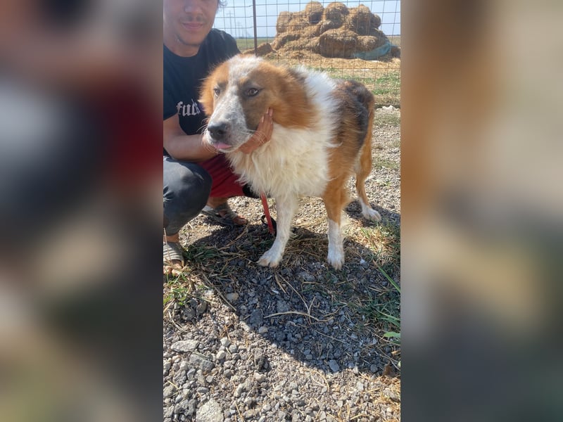 Wunderschöner „Hope“ Collie Mix ca. 6 Jahre auf der Suche nach dem Glück