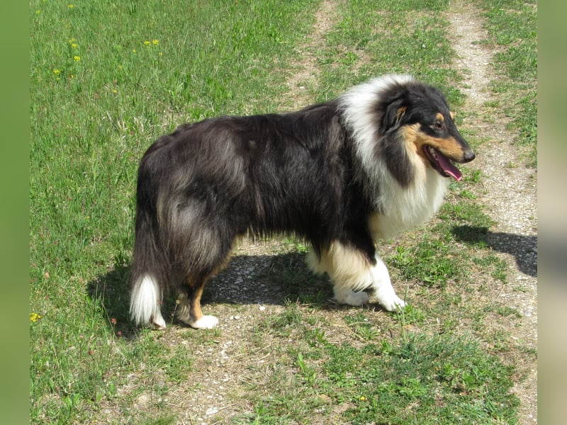 Collie Jung-Rüde mit Ahnentafel