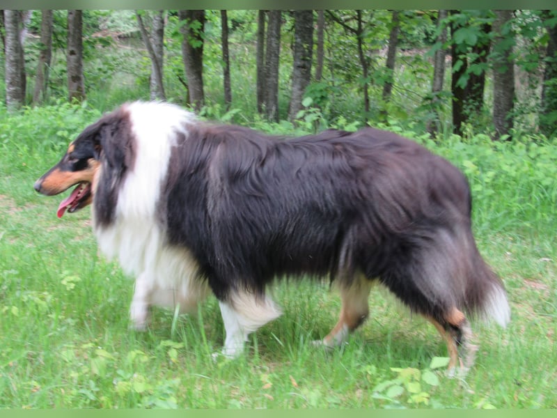 Collie Jung-Rüde mit Ahnentafel
