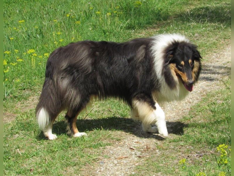 Collie Jung-Rüde mit Ahnentafel
