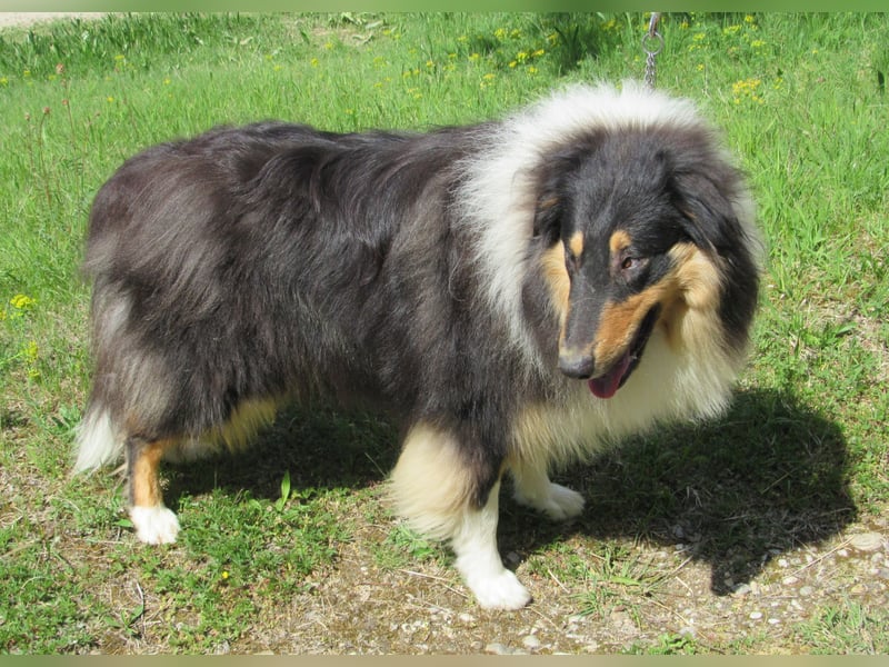 Collie Jung-Rüde mit Ahnentafel