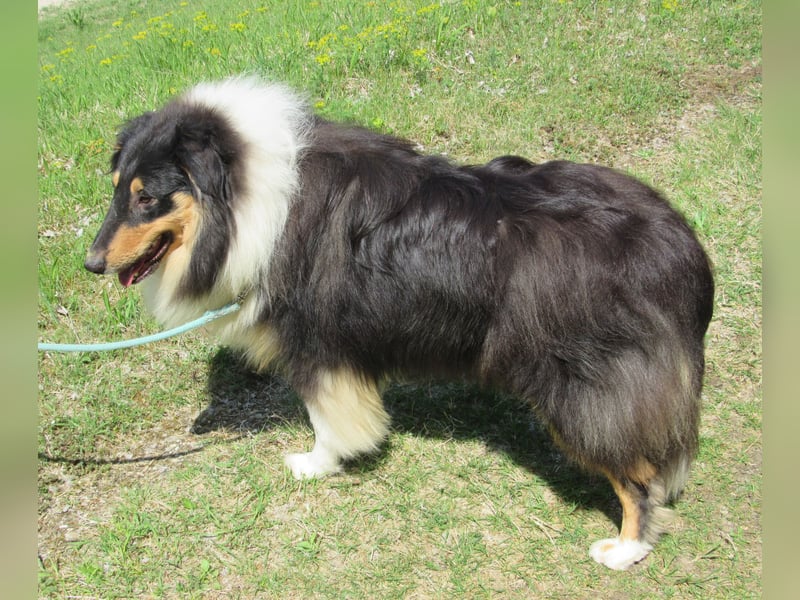 Collie Jung-Rüde mit Ahnentafel