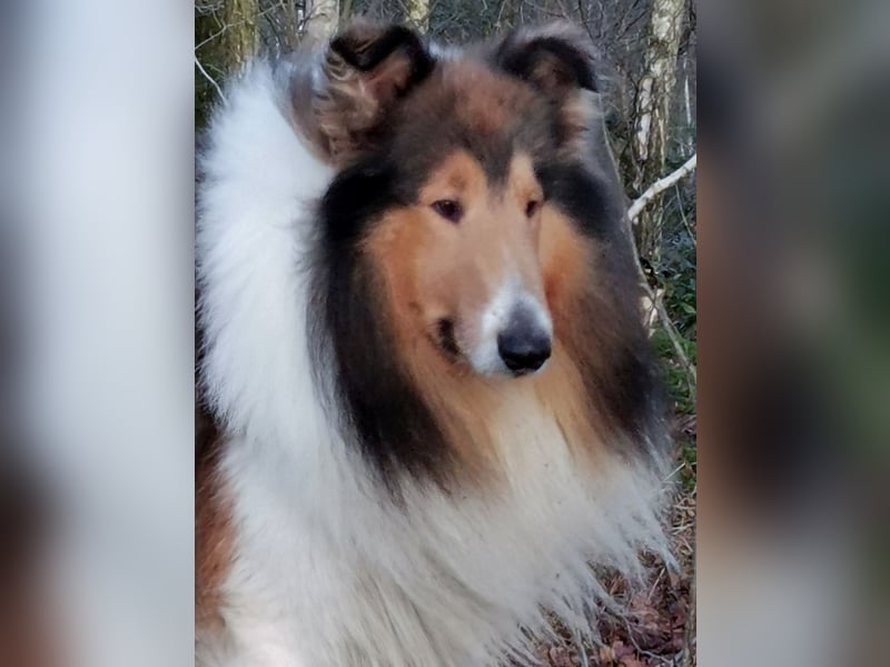 verschmuste Colliewelpen mit Papieren