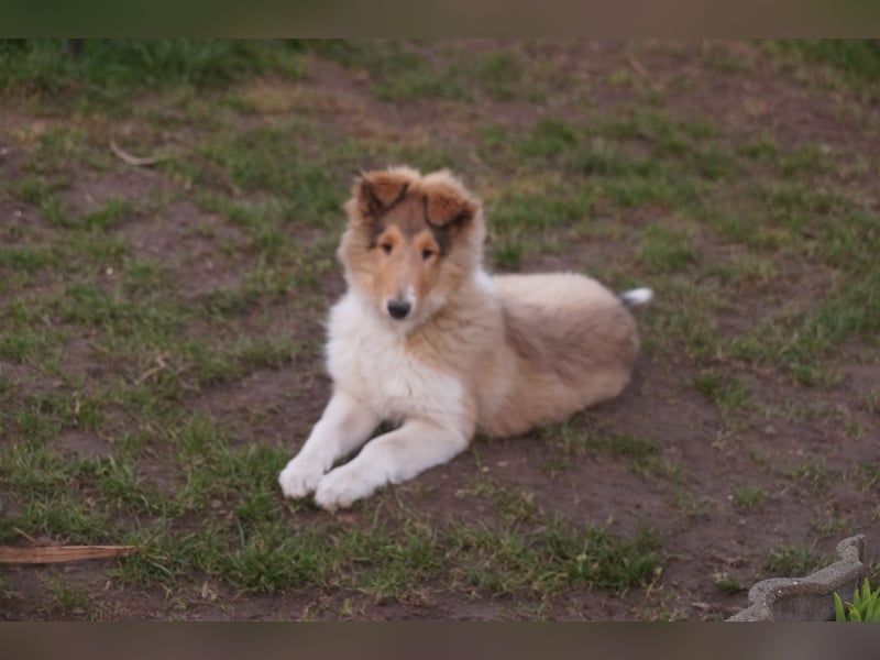 verschmuste Colliewelpen mit Papieren
