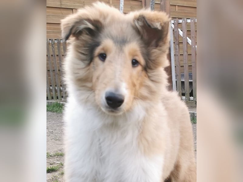 verschmuste Colliewelpen mit Papieren