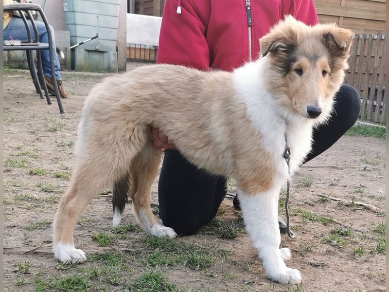 verschmuste Colliewelpen mit Papieren
