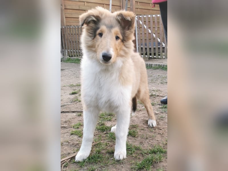 verschmuste Colliewelpen mit Papieren